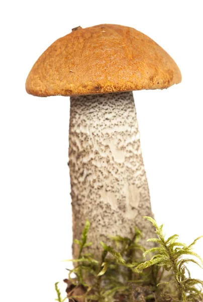 Leccinum オウランテイアクム、シラヤマギクの赤に覆われた茎 — ストック写真