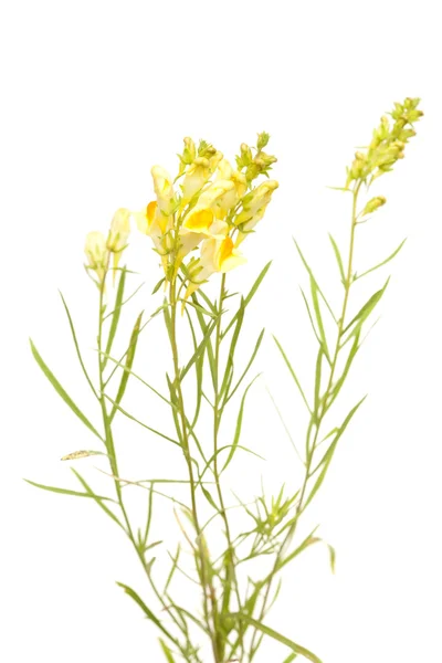 Linaria vulgaris, společné lnice — Stock fotografie