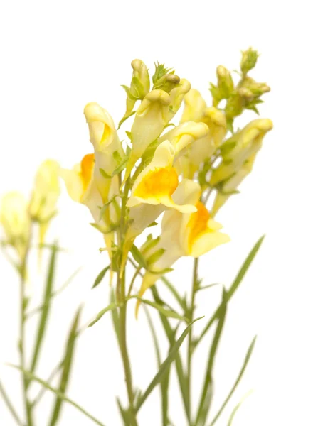 Linaria vulgaris ,common toadflax — Stock Photo, Image