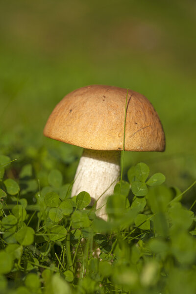 Leccinum aurantiacum, red-capped scaber stalk