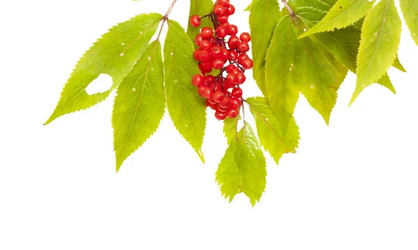 Sambucus racemosa, röd fläderbär — Stockfoto