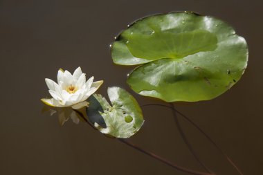 Nymphaea tetragona Pigme nilüfer