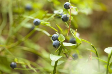 Olgun bilbery arka plan