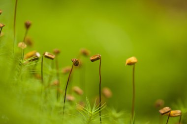 Polytrichum yosun makro arka plan