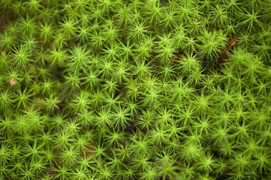 Polytrichum mosses macro background clipart