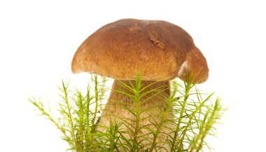 Boletus mantarı yenilebilir mantar