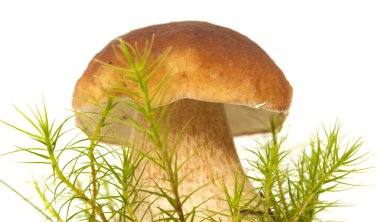 Boletus mantarı yenilebilir mantar