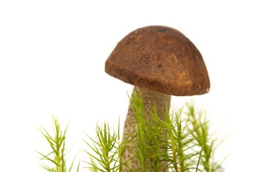 Huş scaber sapı yenilebilir mantar