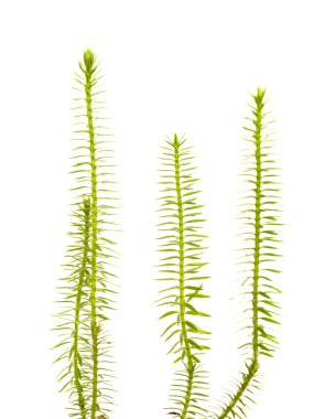 izole clubmoss bitkiler