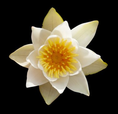 Pigme izole nilüfer