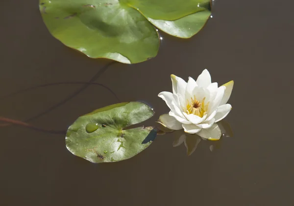 Nymphaea tetragona pygmy Seerose — Stockfoto