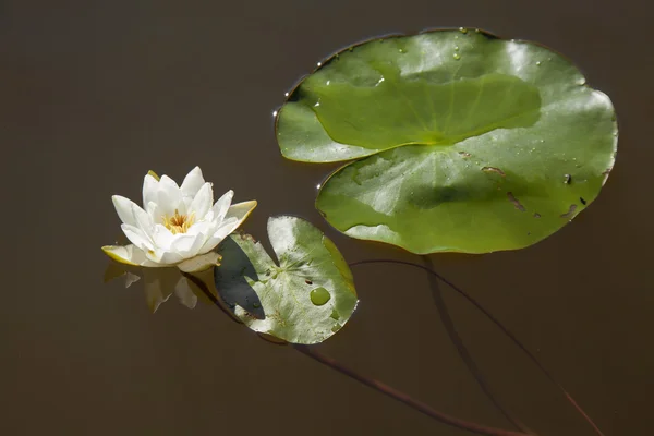 Nymphaea tetragona Pygmy näckros — Stockfoto