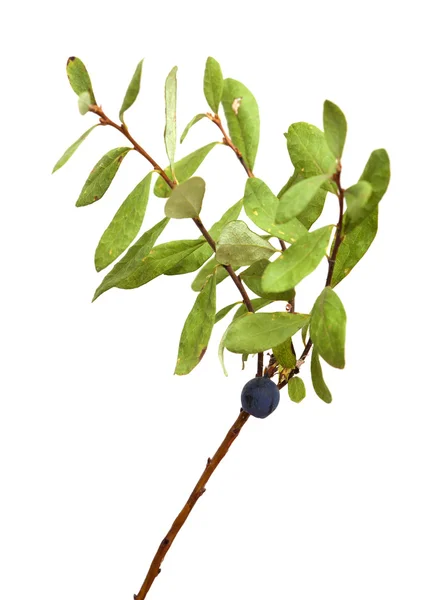 Vaccinium uliginosum, arándano de pantano — Foto de Stock