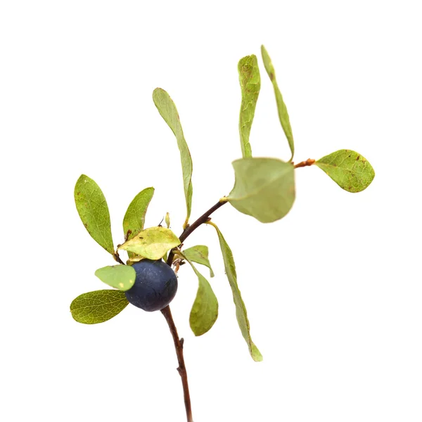 Vaccinium uliginosum, bog blåbär — Stockfoto