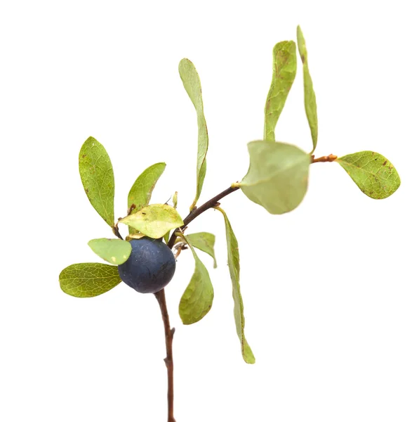 Vaccinium uliginosum, baga de mirtilo — Fotografia de Stock