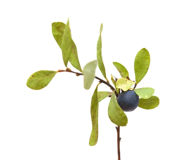 Vaccinium uliginosum, bog blåbär — Stockfoto