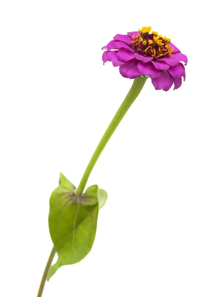 Zinnia magenta aislada en blanco — Foto de Stock