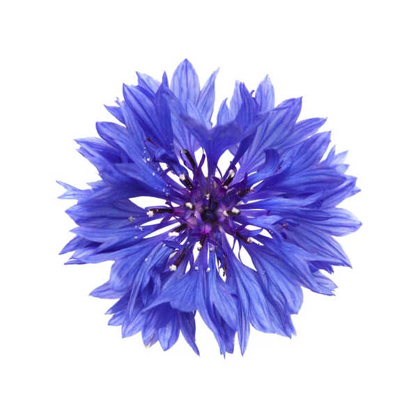 Sötét kék Búzavirág — Stock Fotó