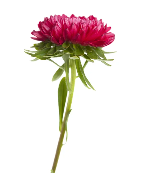 Dunkelrosa Aster — Stockfoto