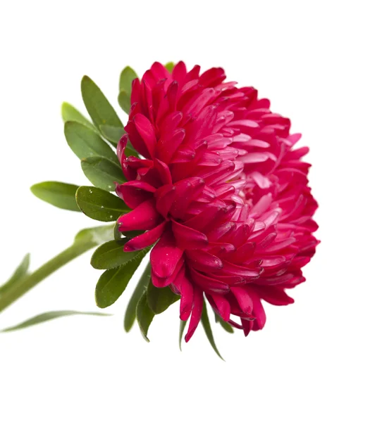 Dark pink annual aster — Stock Photo, Image