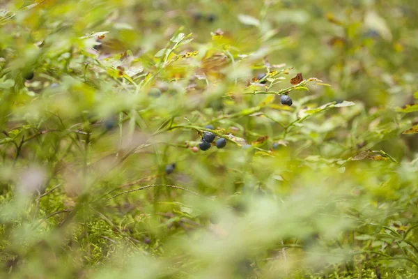 Autumnal foraging background — Stock Photo, Image