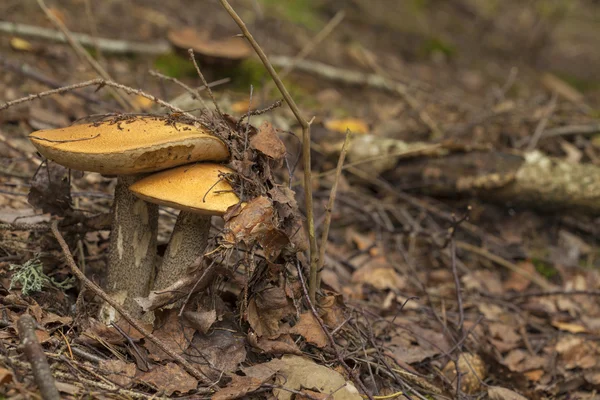 Autumnal foraging background — Stock Photo, Image