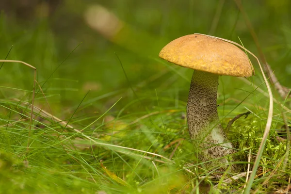 Autumnal foraging background — Stock Photo, Image