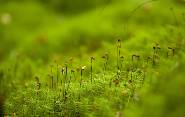 Polytrichum mosses macro background — Stock Photo, Image