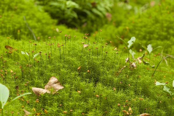 Polytrichum mousses macro fond — Photo