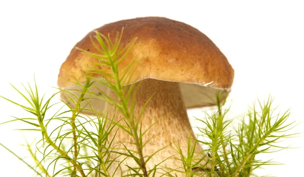 Boletus edulis jedlé houby — Stock fotografie