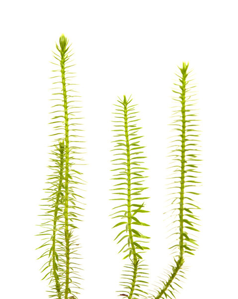 clubmoss plants isolated