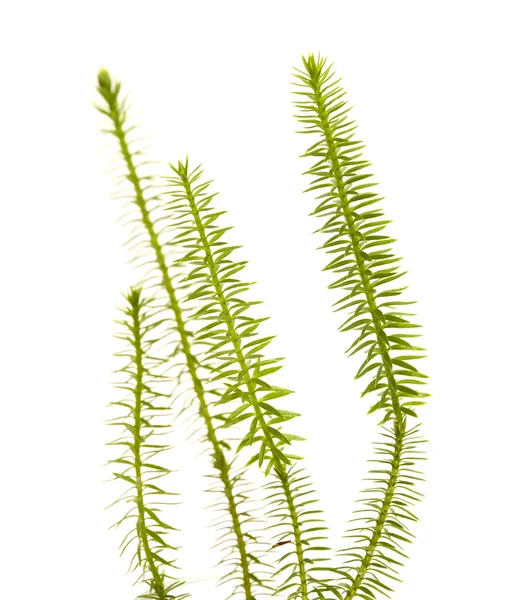 Clubmoss plants isolated — Stock Photo, Image