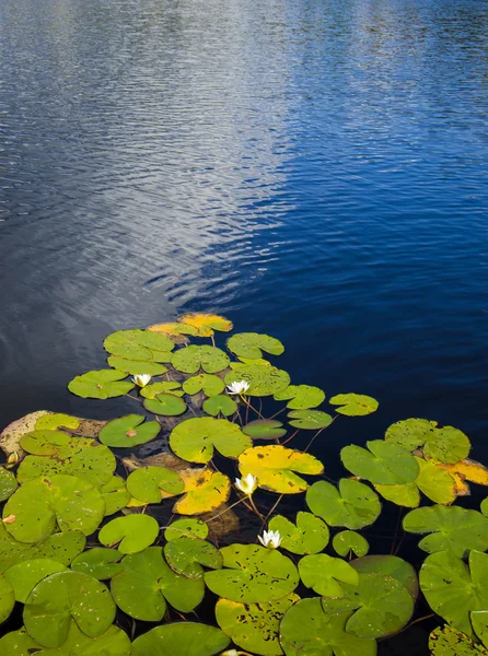 Finska sommaren sjön — Stockfoto