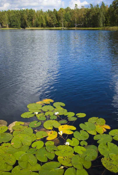 Фінська літа озеро — стокове фото
