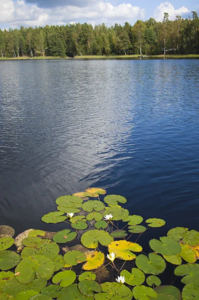 Lago de verão finlandês — Fotografia de Stock