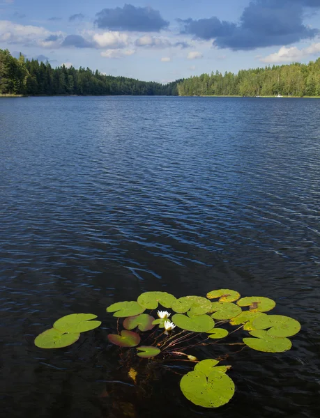 Finska sommaren sjön — Stockfoto