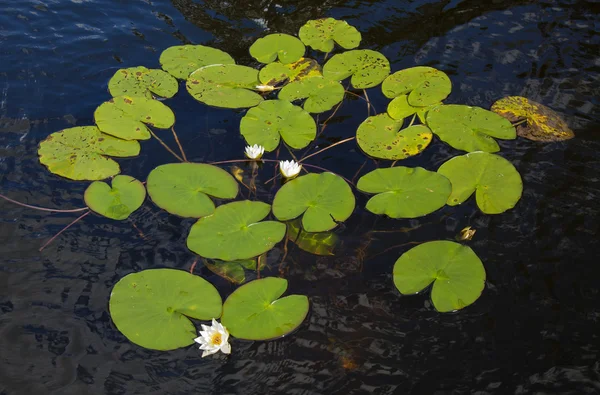 Finlandés verano lago — Foto de Stock