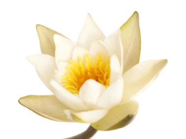 Pigme izole nilüfer