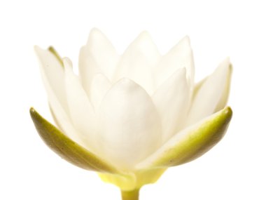 Pigme izole nilüfer