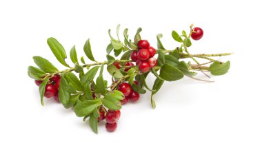 taze lingonberries aldı