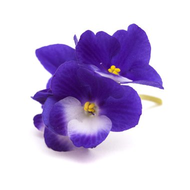 koyu mavi ve beyaz african violet