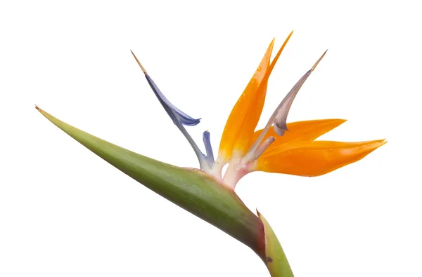 Strelitzia reginae 절연 — 스톡 사진
