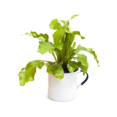 Asplenium nidus, kuş yuva eğreltiotu