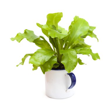 Asplenium nidus, bird nest fern clipart