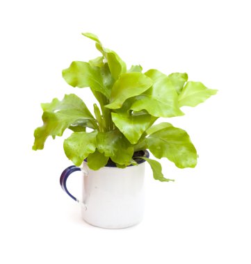 Asplenium nidus, kuş yuva eğreltiotu