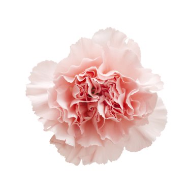 gentle pink carnation flower clipart