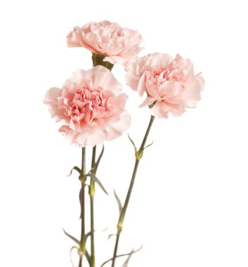 gentle pink carnation flower clipart