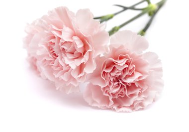 yumuşak pembe karanfil çiçek