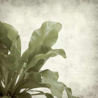 desenli eski kağıt arkaplan  