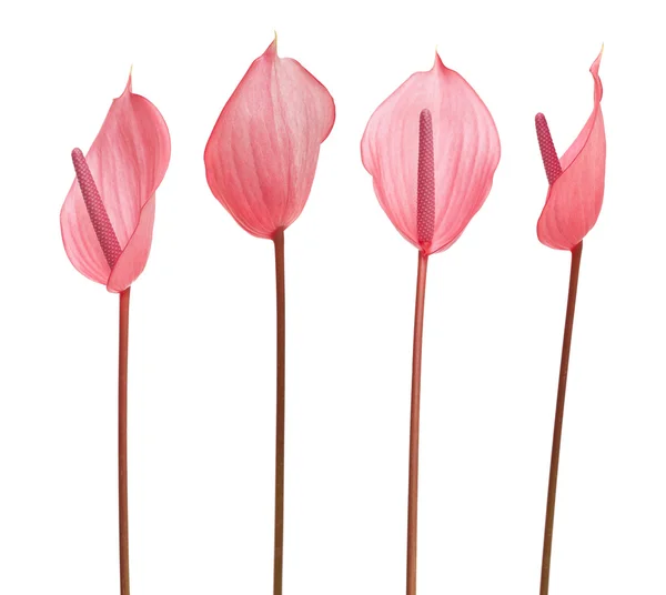 Pink Anthurium isolated — Stock Photo, Image